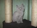 Liliowa kotka brytyjska
